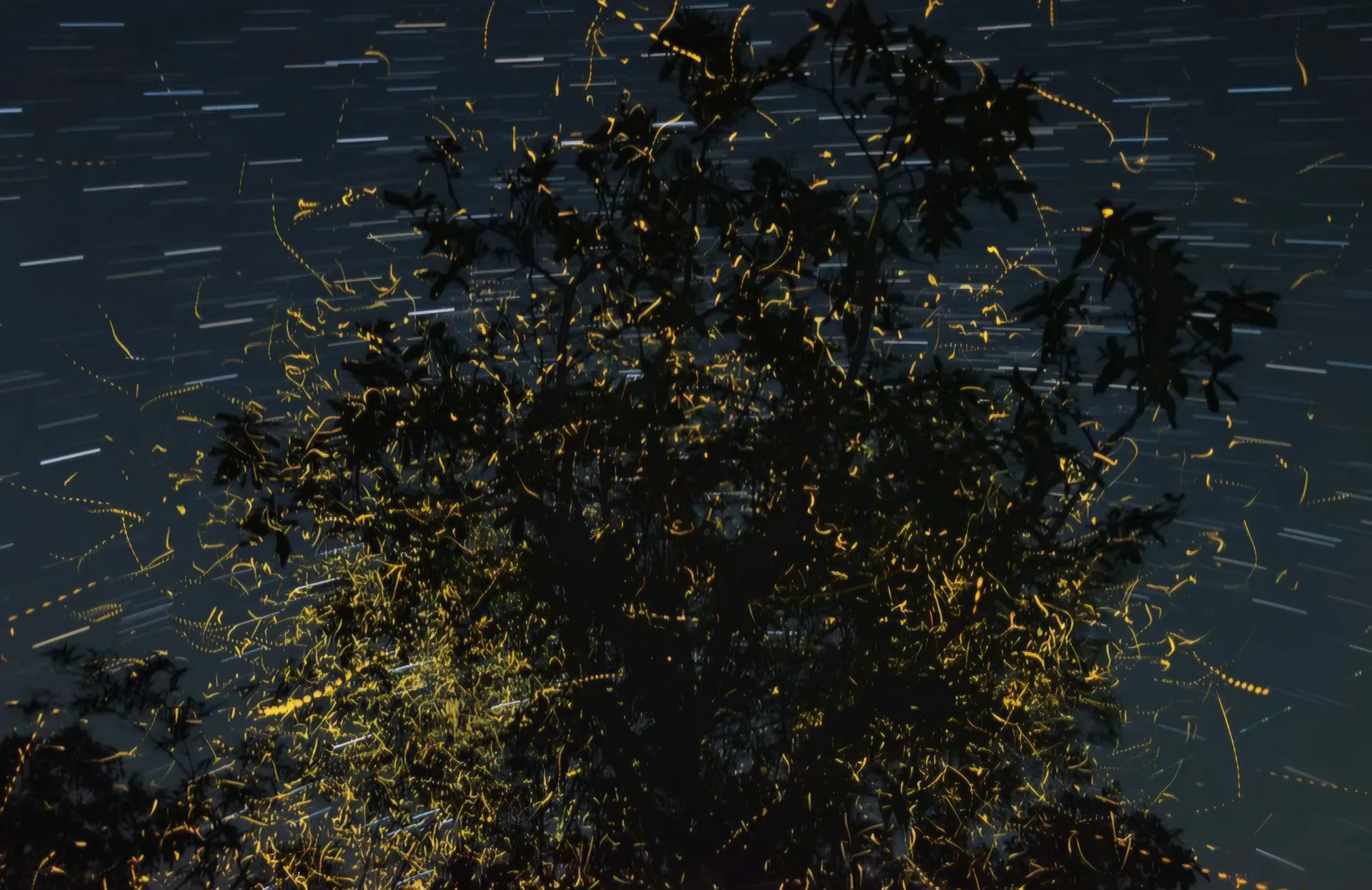 Fireflies lighting up the trees on the farm after dark.