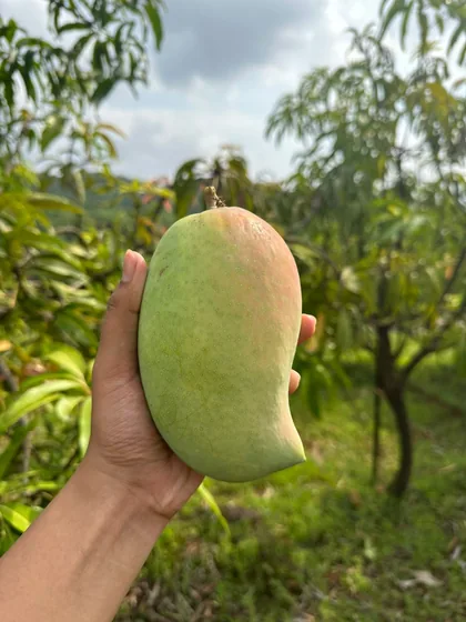 Fruit on a tree on the farm, held up to the camera.