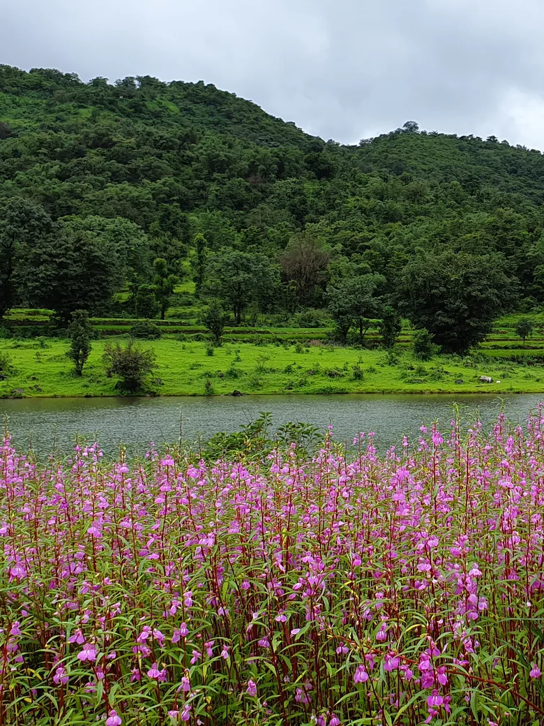 Karvi in bloom across the slope above the water, the hills green after the monsoon.
