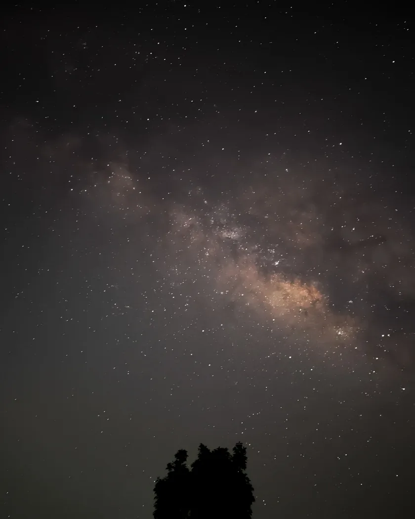 The Milky Way rising over the dark treeline, its core bright with stars.