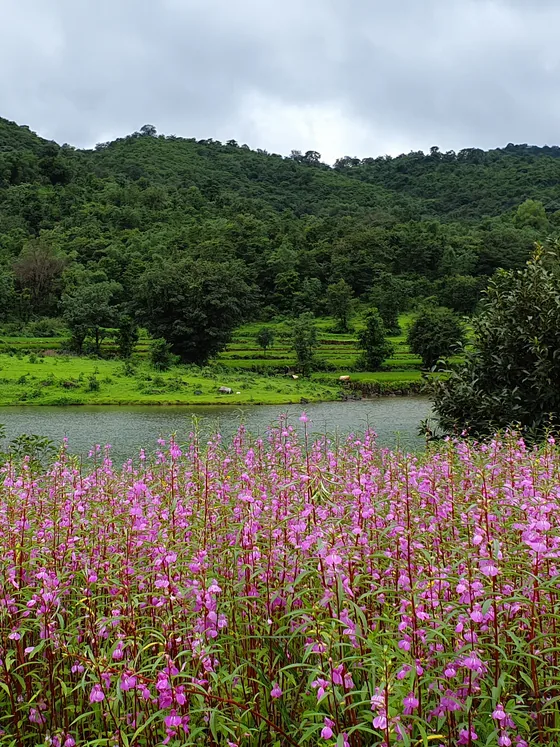 Pink flowers on the slope above the water, with green hills behind.