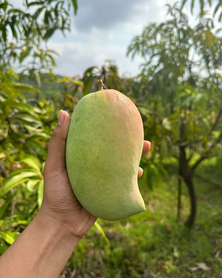 Fruit ripening on a branch, with the farm’s trees behind it.